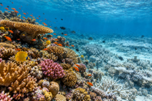 Tropical coral reef showing healthy coral and areas affected by bleaching